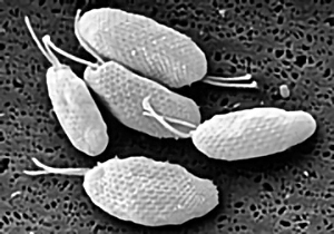 Oval shaped organisms, each with two flagella at one end (black and white photo)